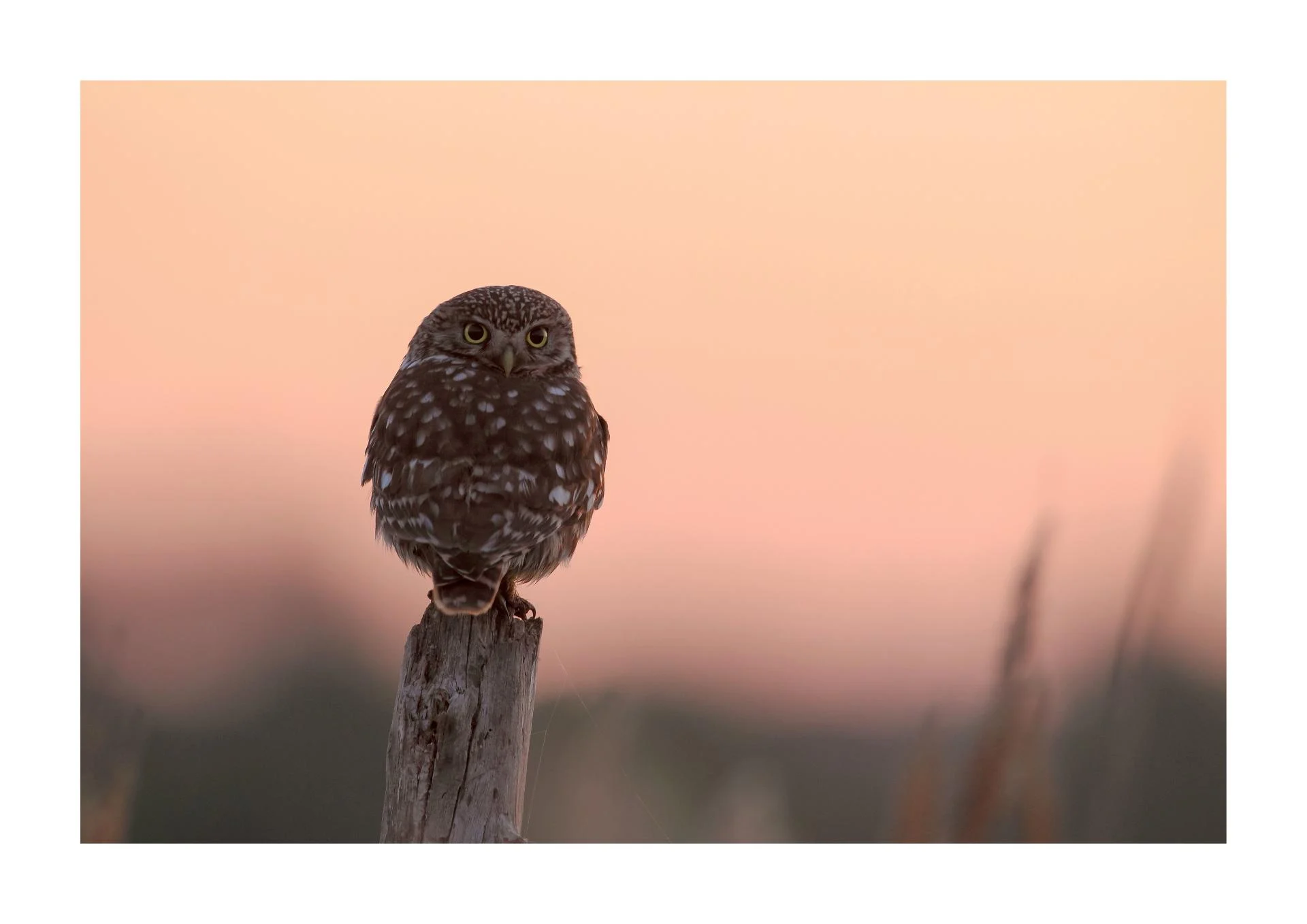 Chevêche d'Athéna Athene noctua - Little Owl