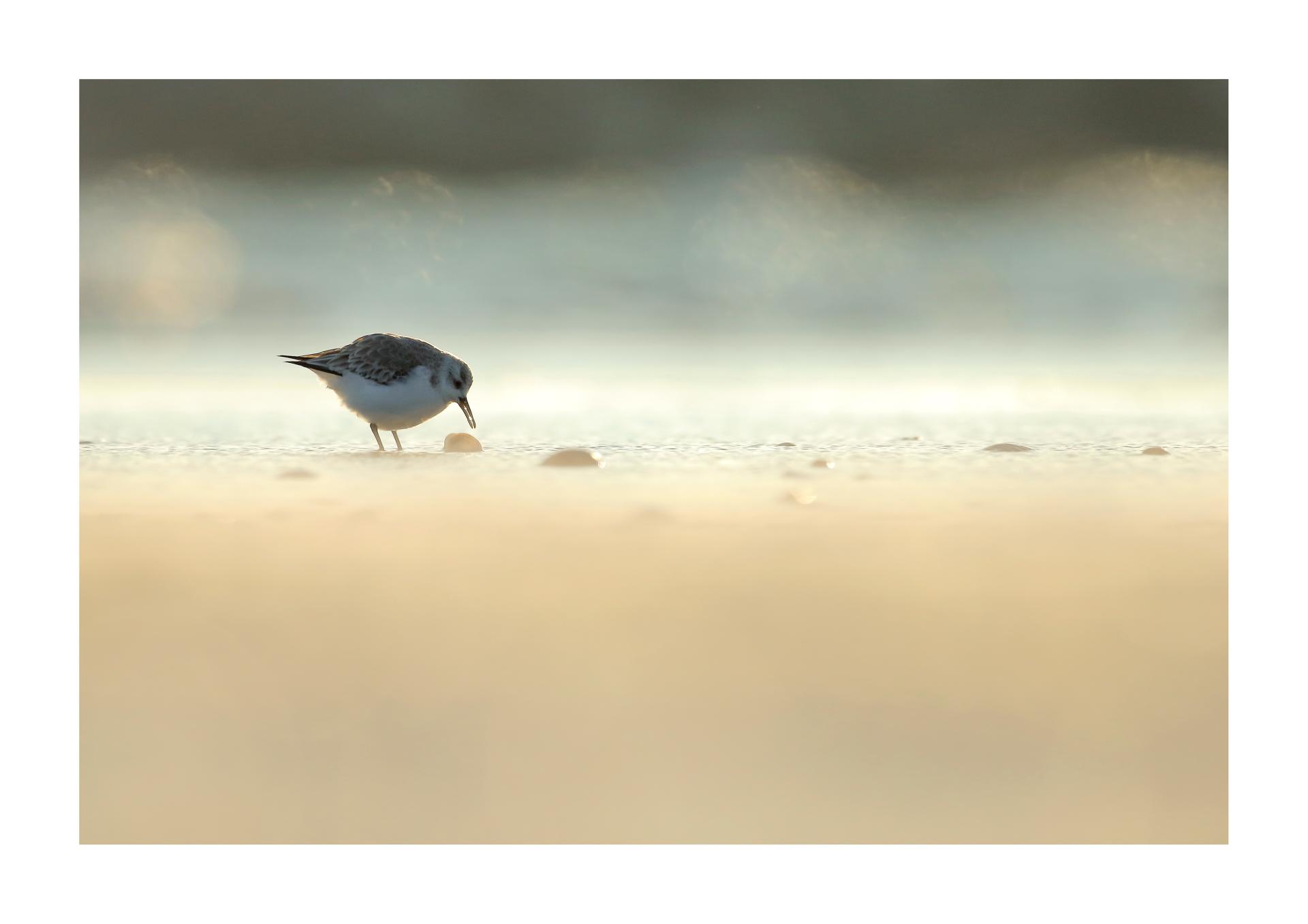 Bécasseau sanderling Calidris alba - Sanderling