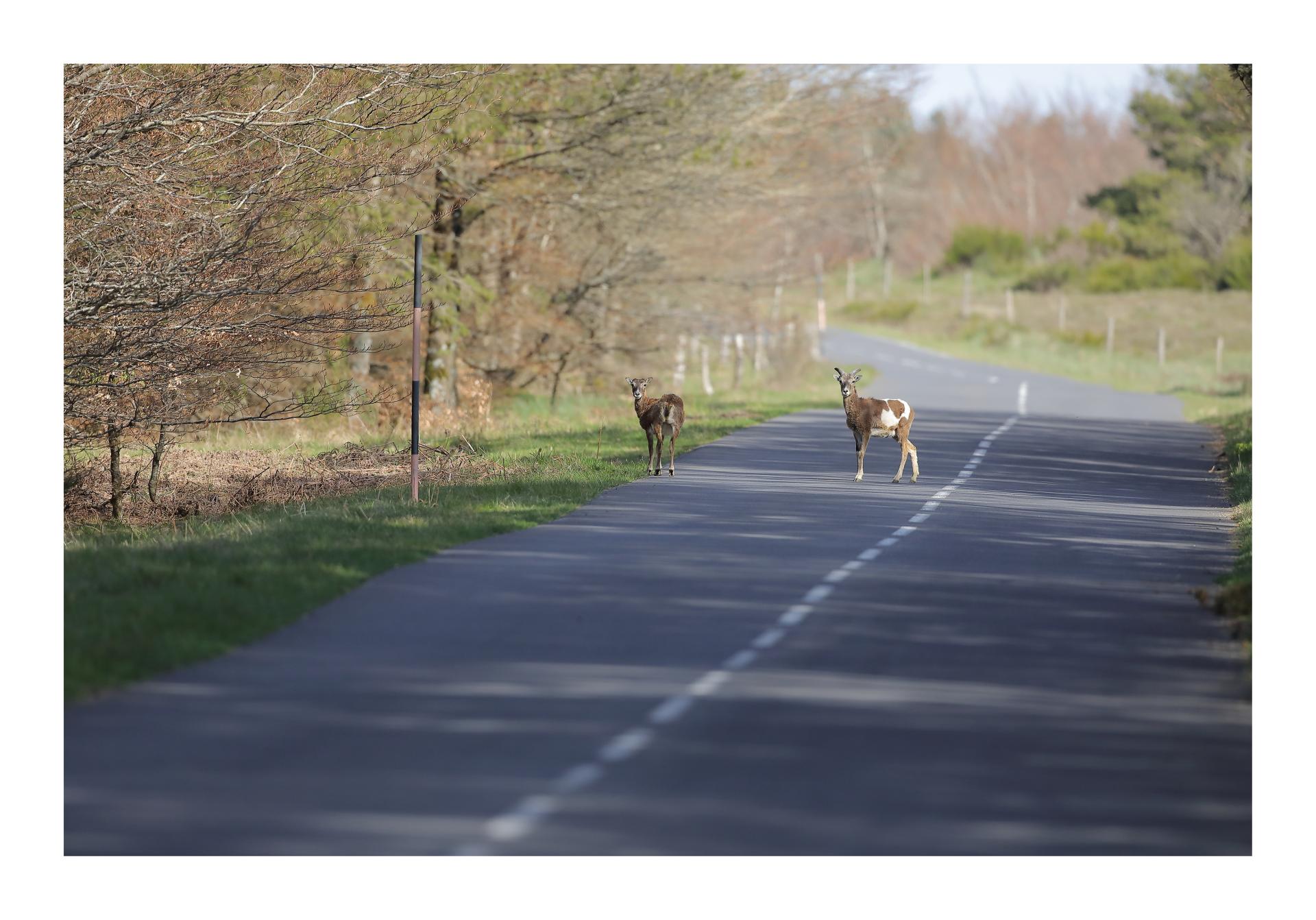 Mouflons de l'Espinouse