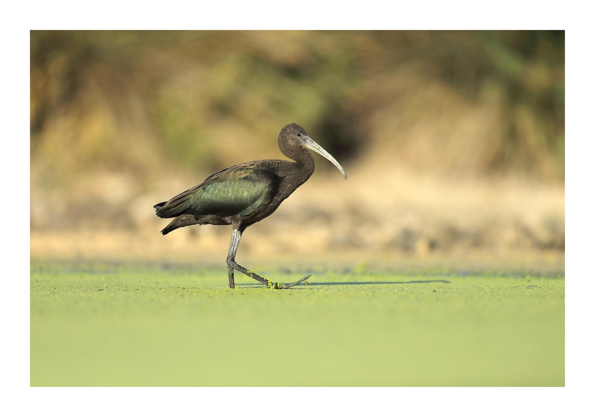 Ibis falcinelle Plegadis falcinellus - Glossy Ibis