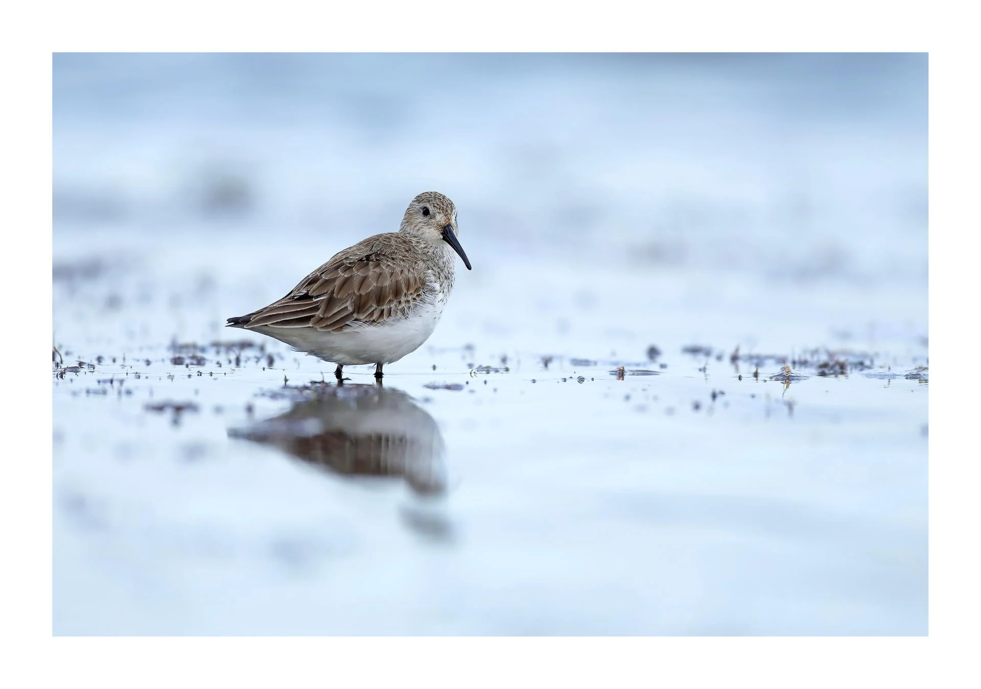 Bécasseau variable Calidris alpina - Dunlin