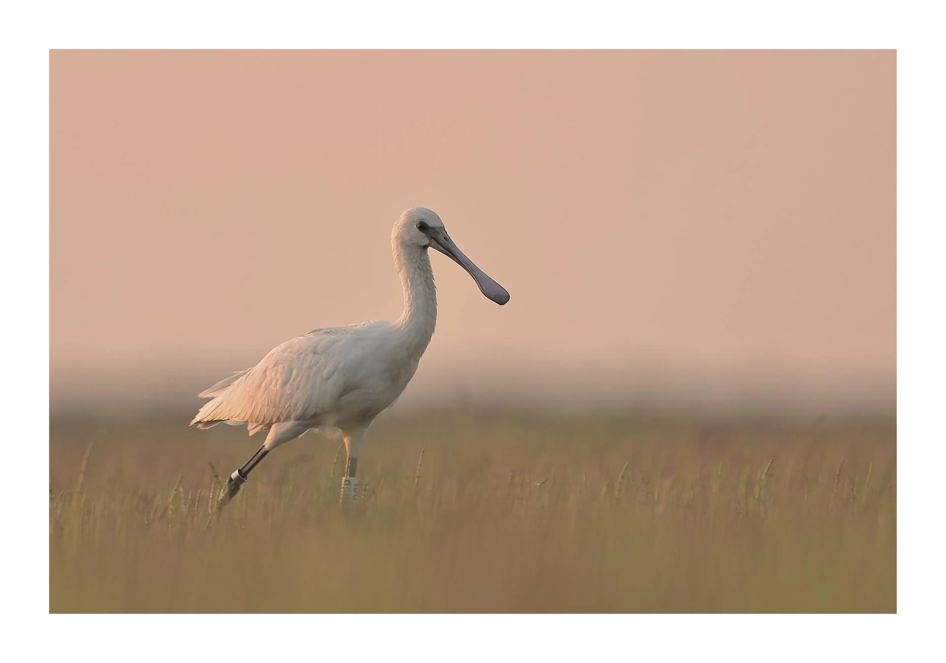 Spatule blanche Platalea leucorodia - Eurasian Spoonbill
