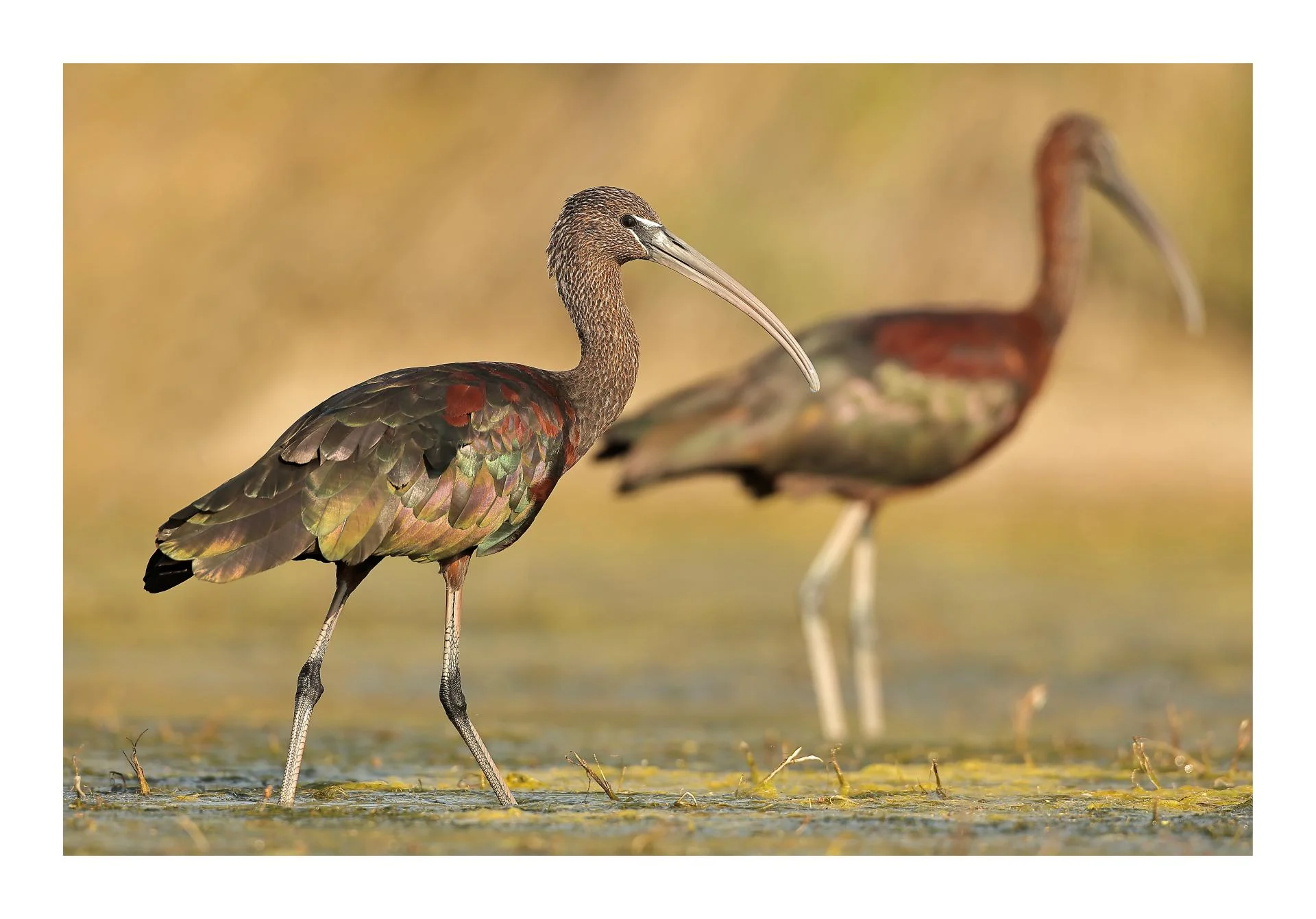 Ibis falcinelle Plegadis falcinellus - Glossy Ibis