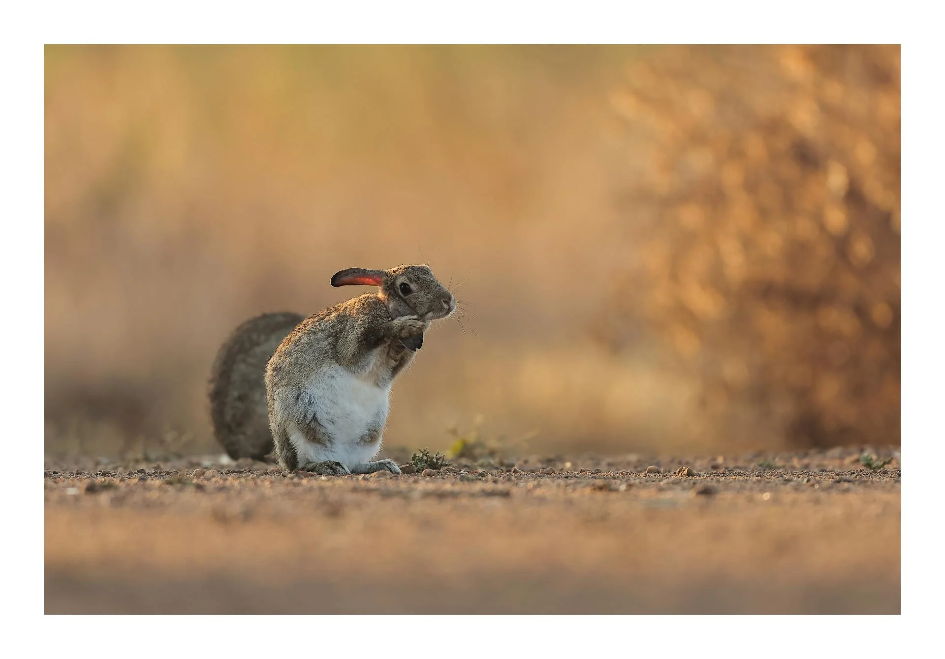 Toilette des oreilles