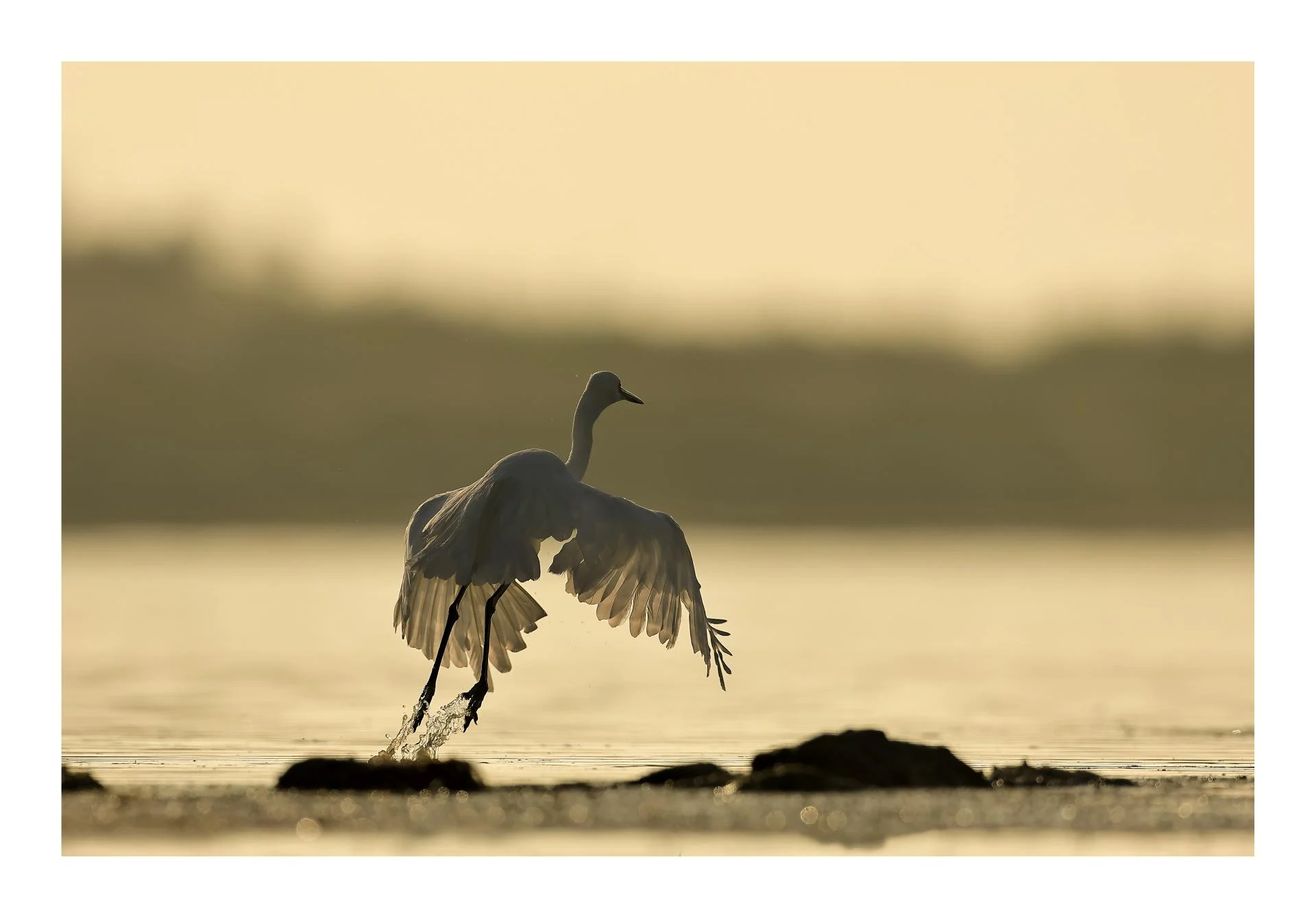 Grande Aigrette Ardea alba - Great Egret