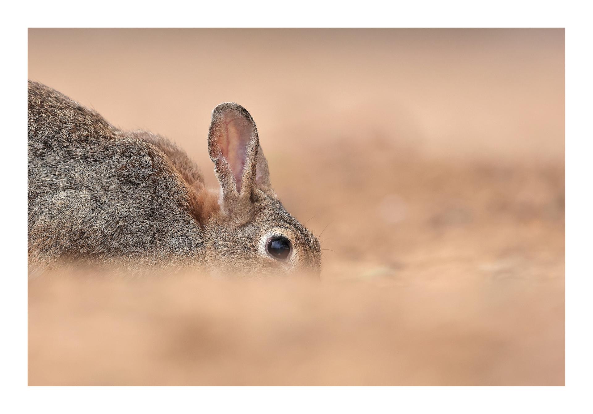 Lagomorphe