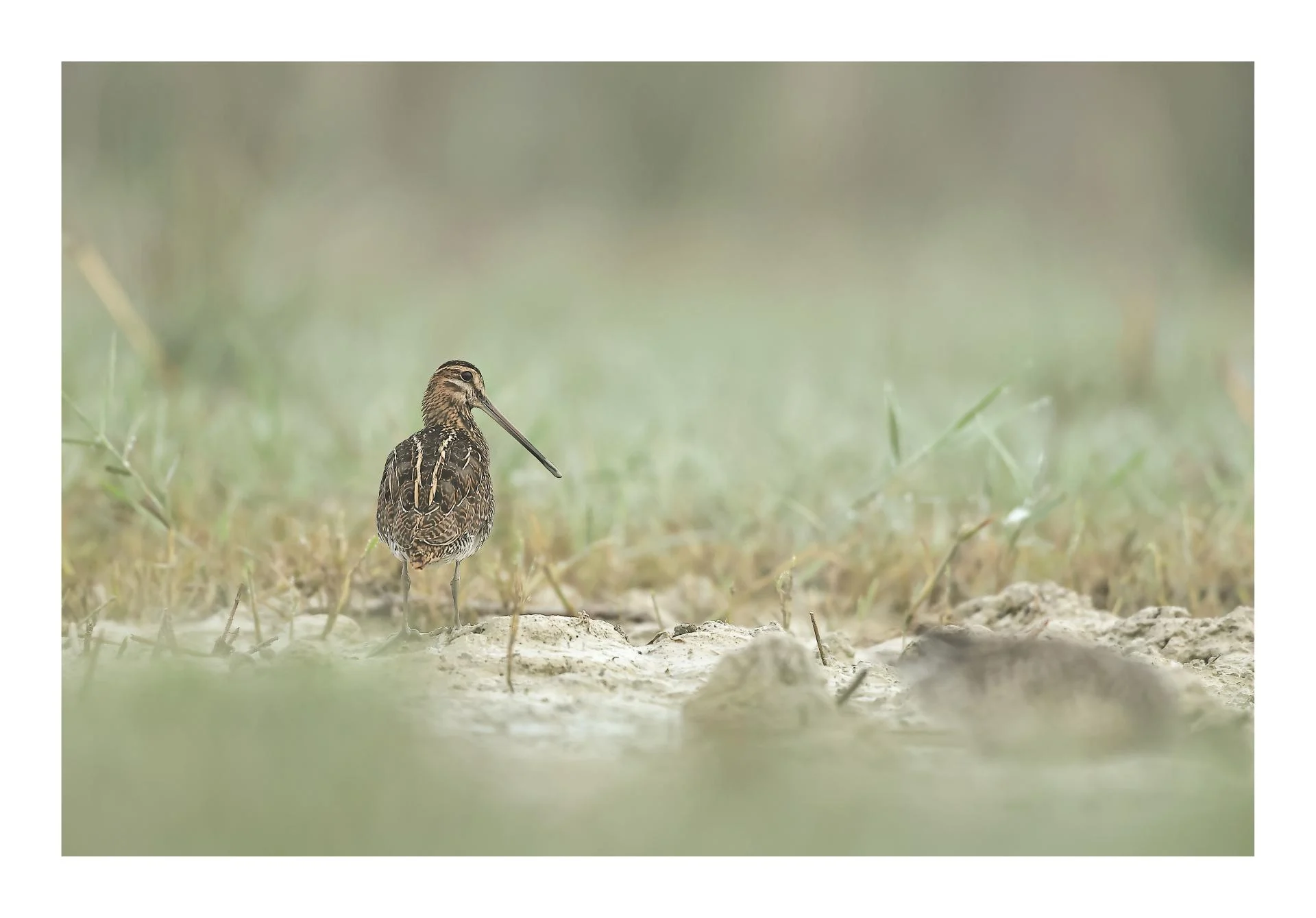 Bécassine des marais Gallinago gallinago - Common Snipe