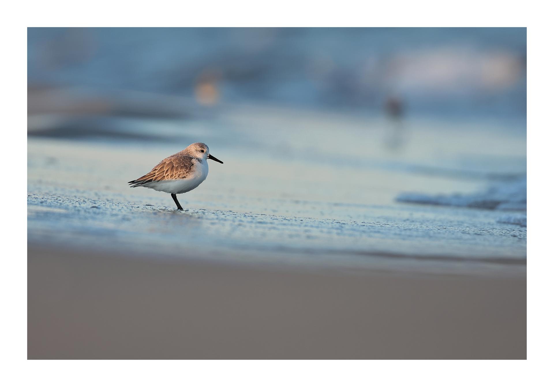 Bécasseau sanderling Calidris alba - Sanderling