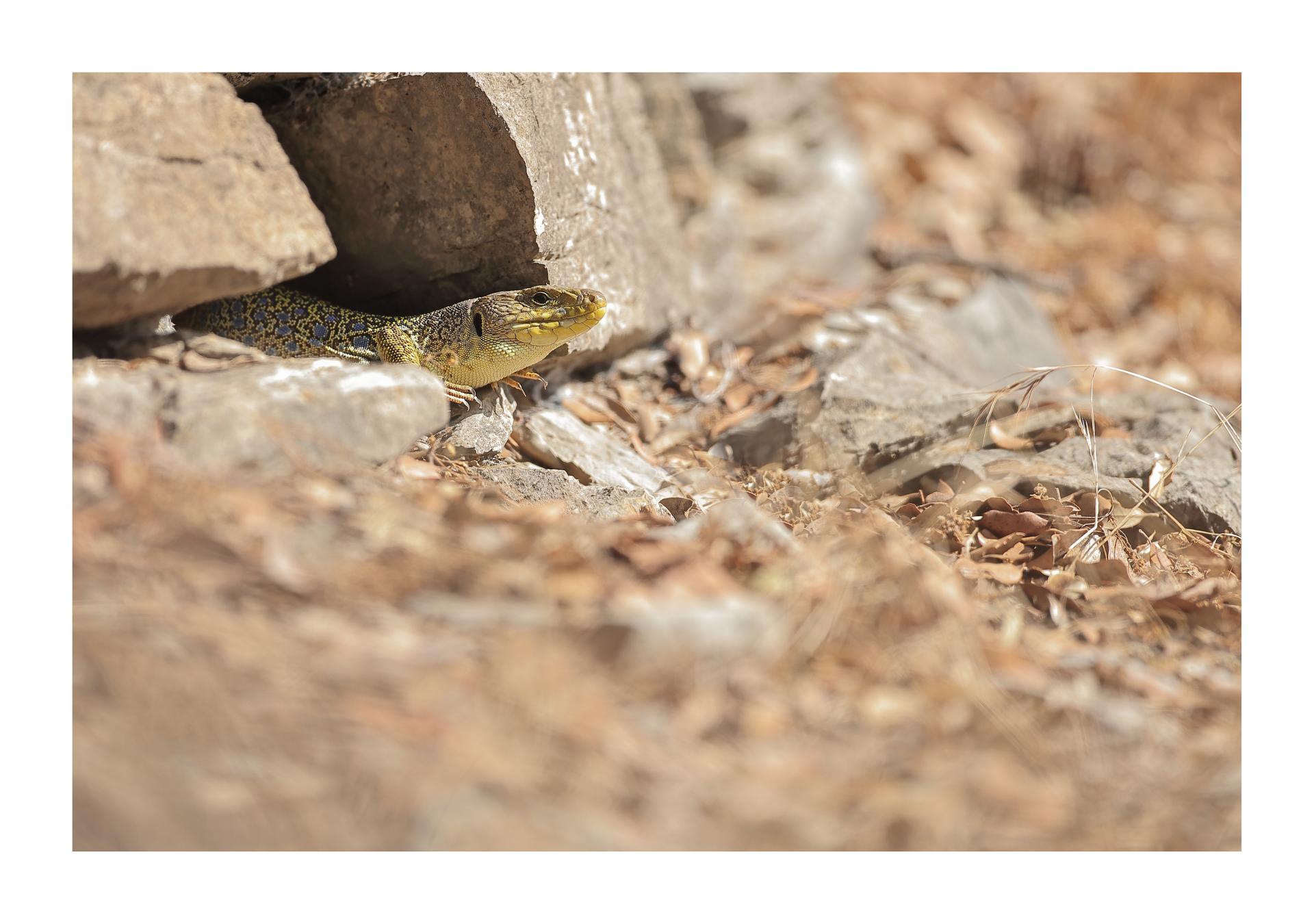 Lézard ocellé Timon lepidus