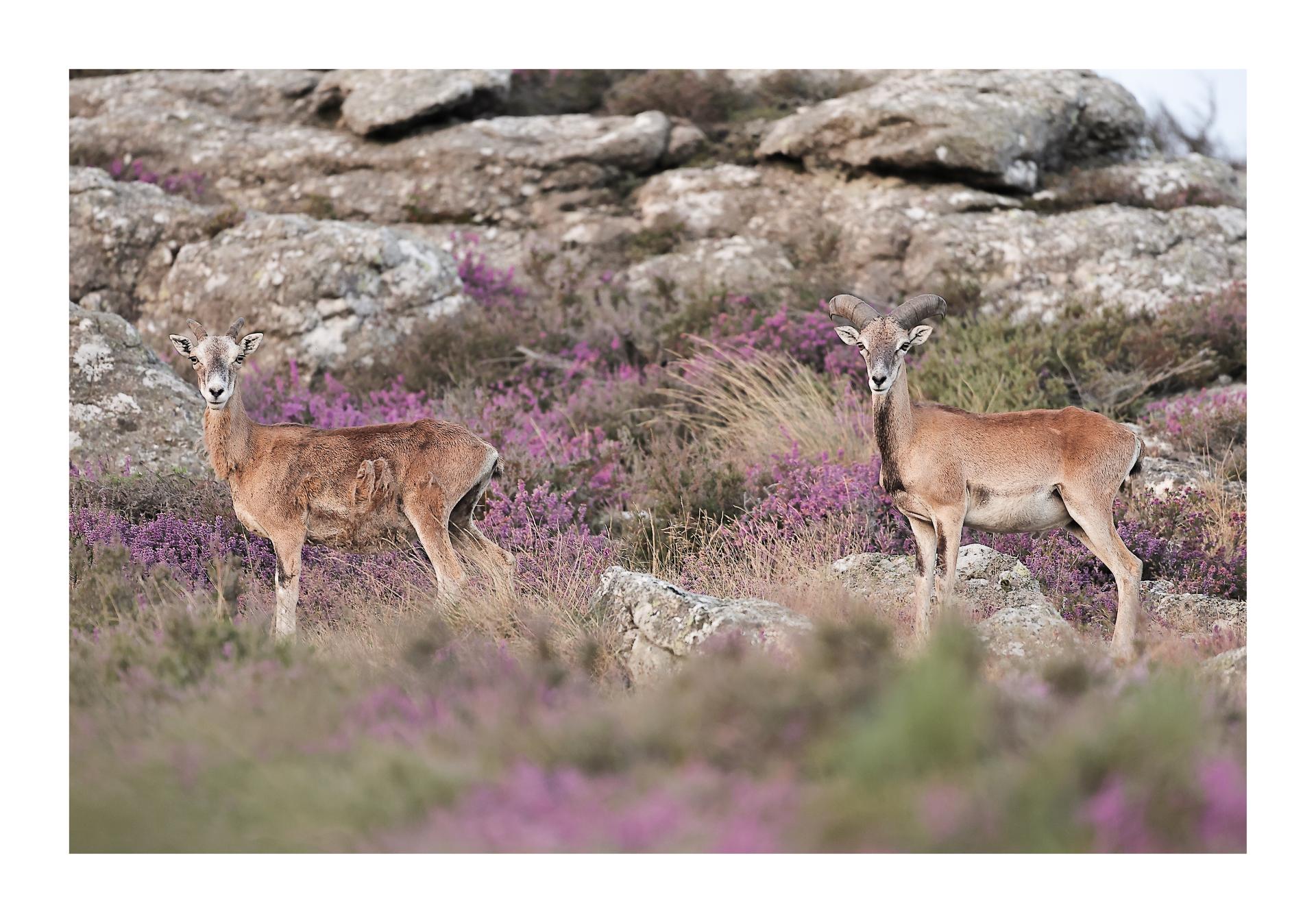 Mouflons du Caroux