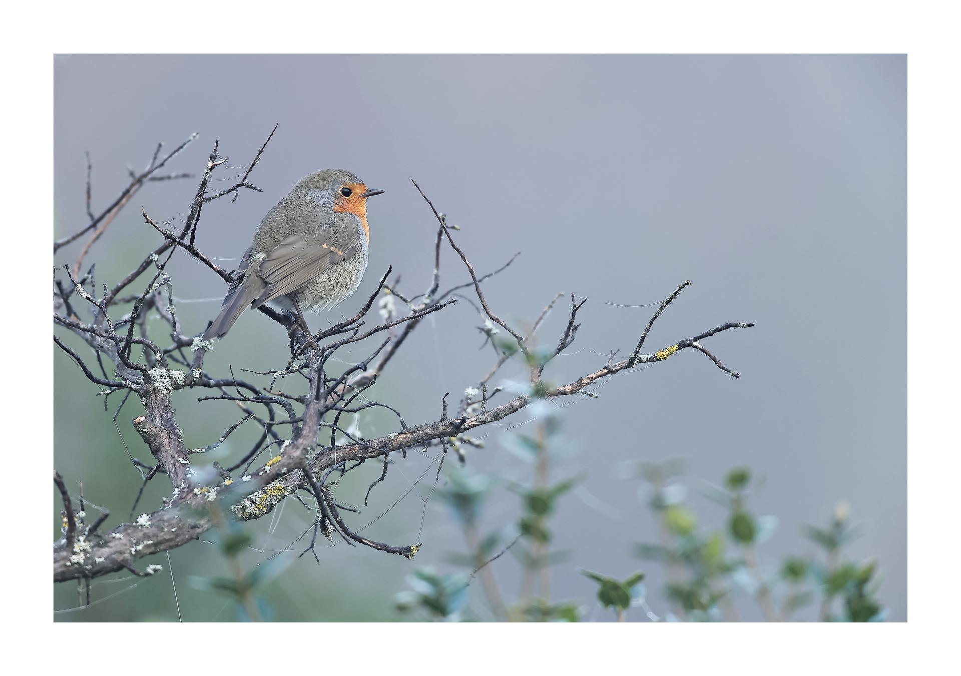 Rougegorge familier Erithacus rubecula - European Robin