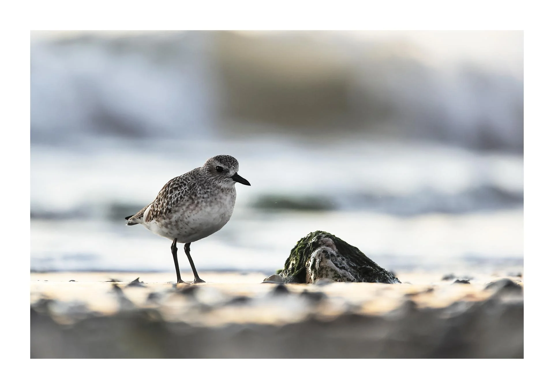Pluvier argenté Pluvialis squatarola - Grey Plover