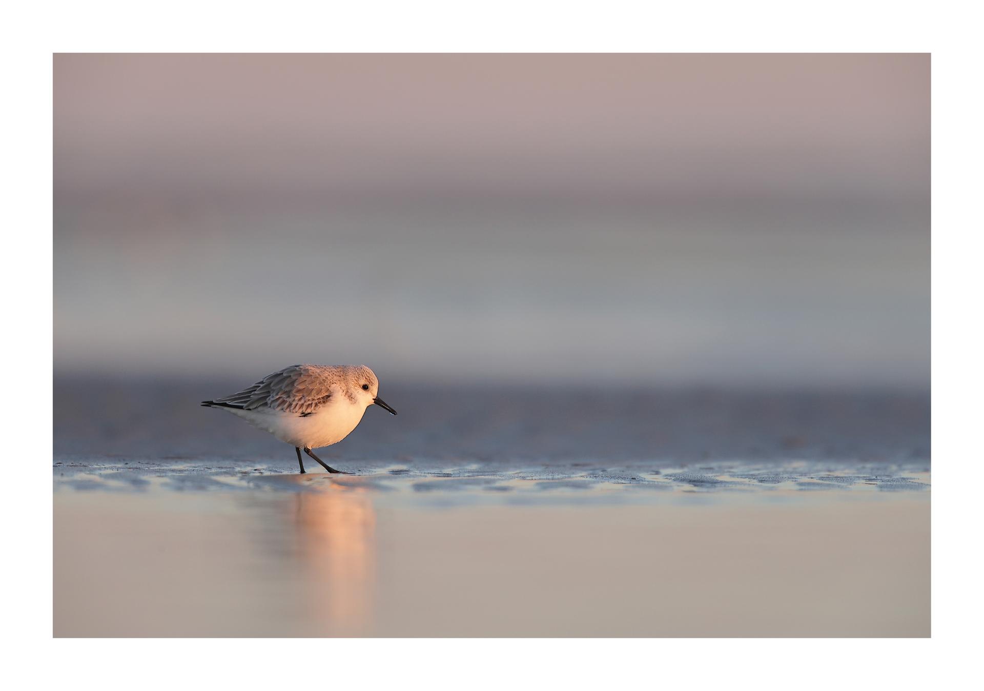 Bécasseau sanderling Calidris alba - Sanderling