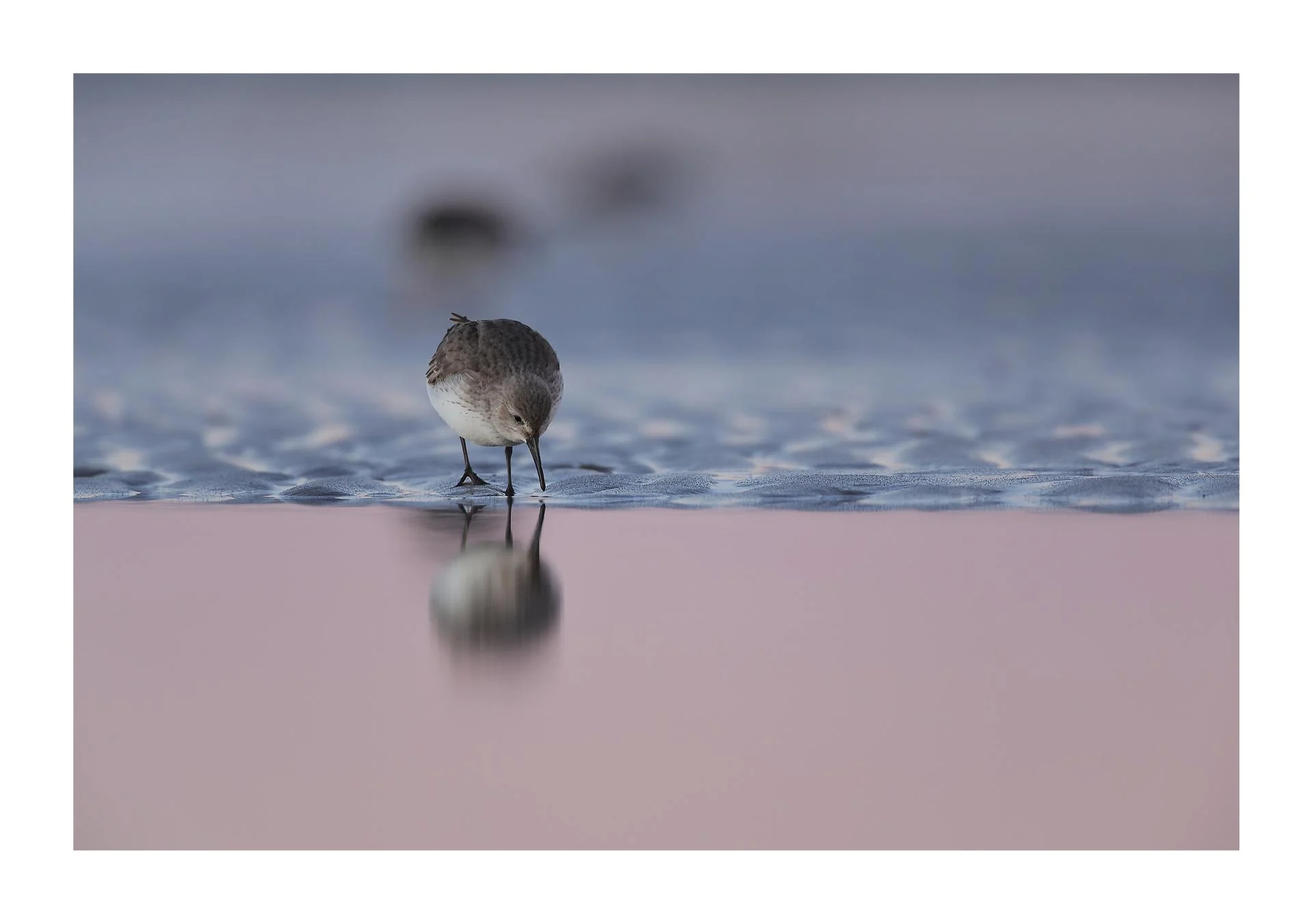 Bécasseau variable Calidris alpina - Dunlin