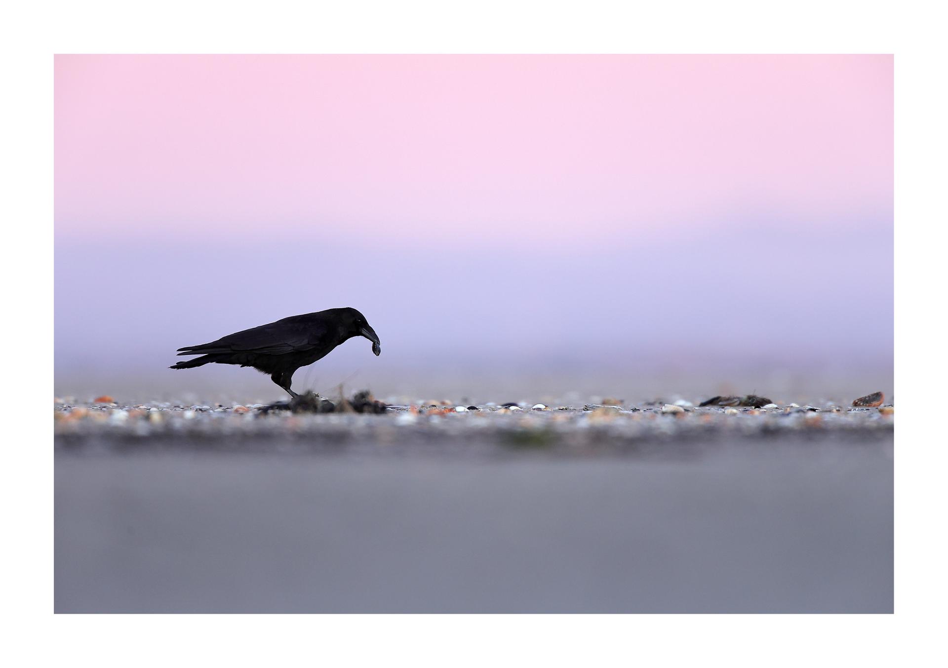 Corneille noire Corvus corone - Carrion Crow