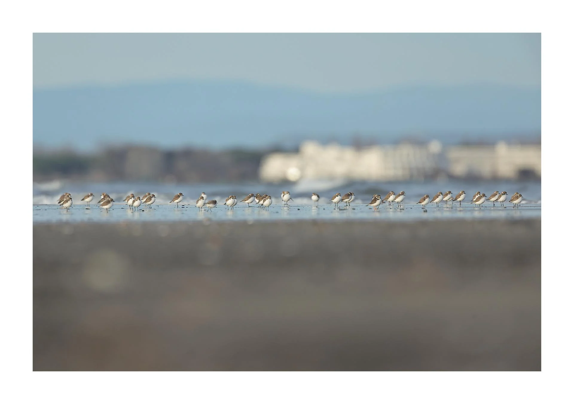 Gravelot à collier interrompu Pluvier à collier interrompu Anarhynchus alexandrinus - Kentish Plover