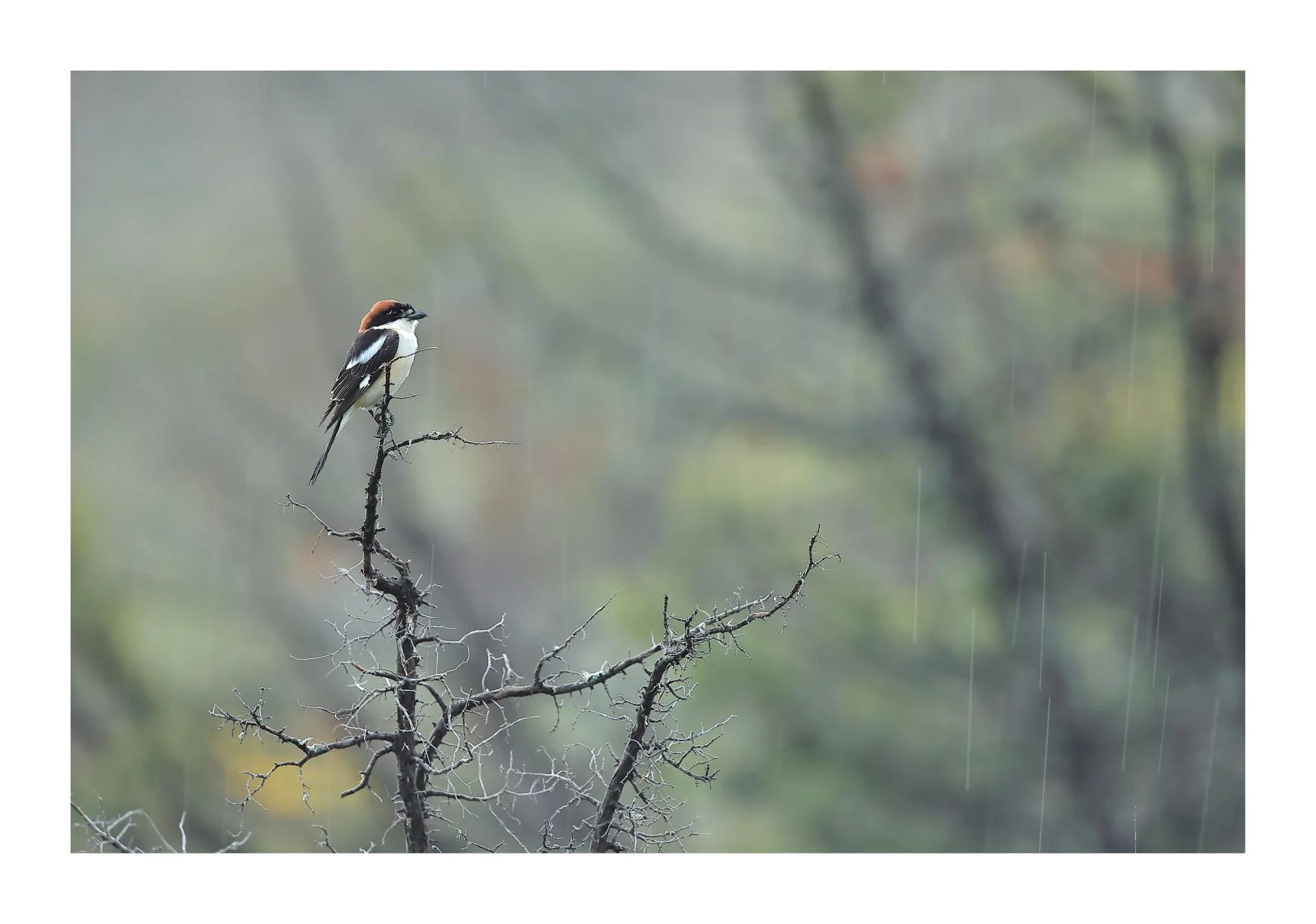 Pie-grièche à tête rousse Lanius senator - Woodchat Shrike