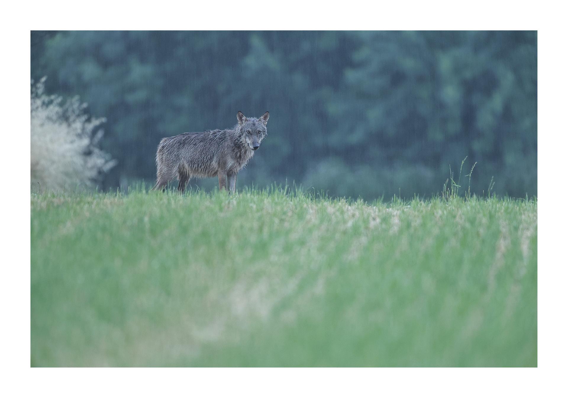 Ma photographie de l'année 2025. Loup gris (Canis lupus)