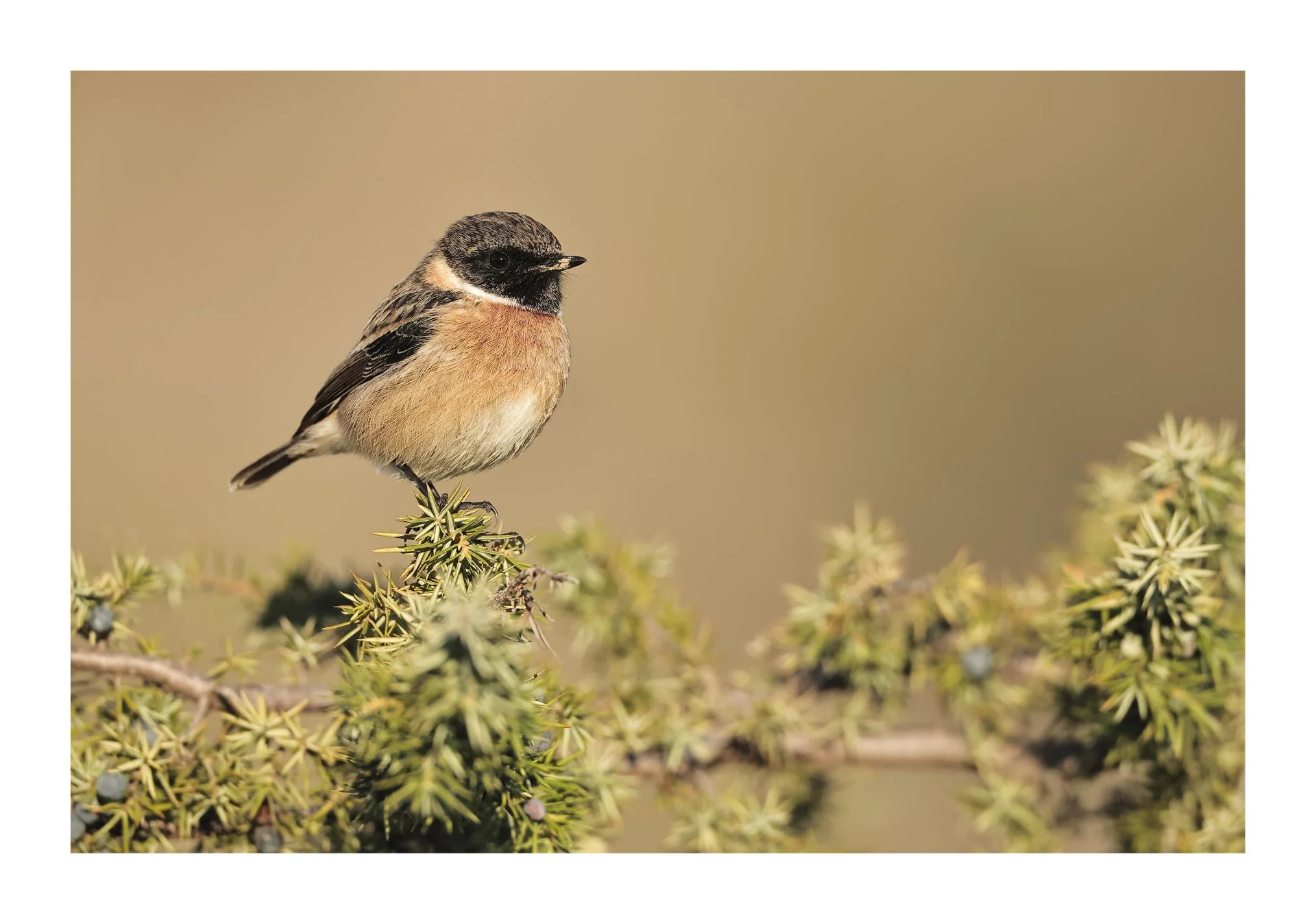 Tarier pâtre Saxicola rubicola - European Stonechat