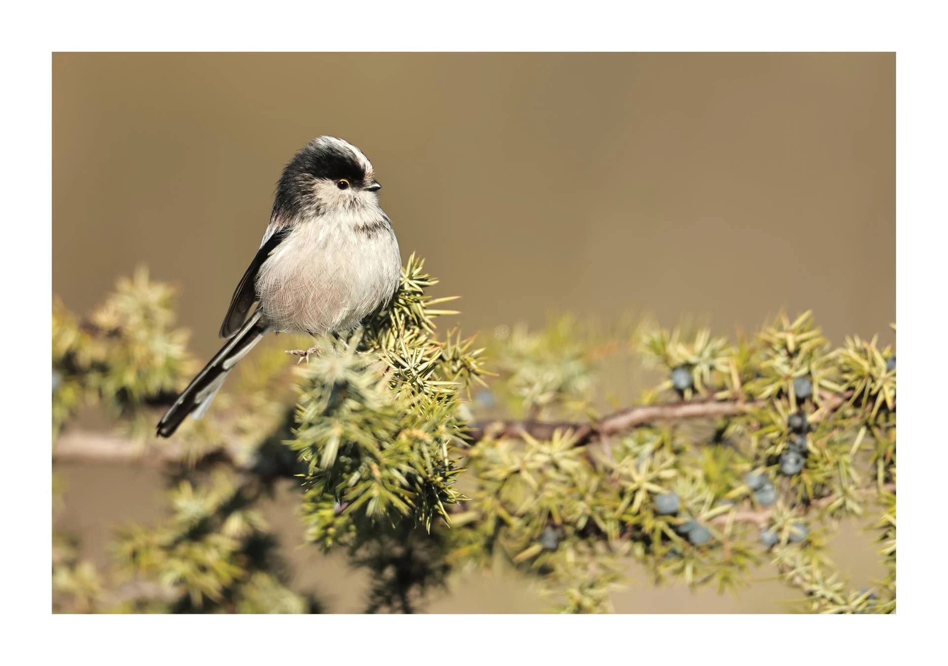 Orite à longue queue où mésange à longue queue Aegithalos caudatus - Long-tailed Tit