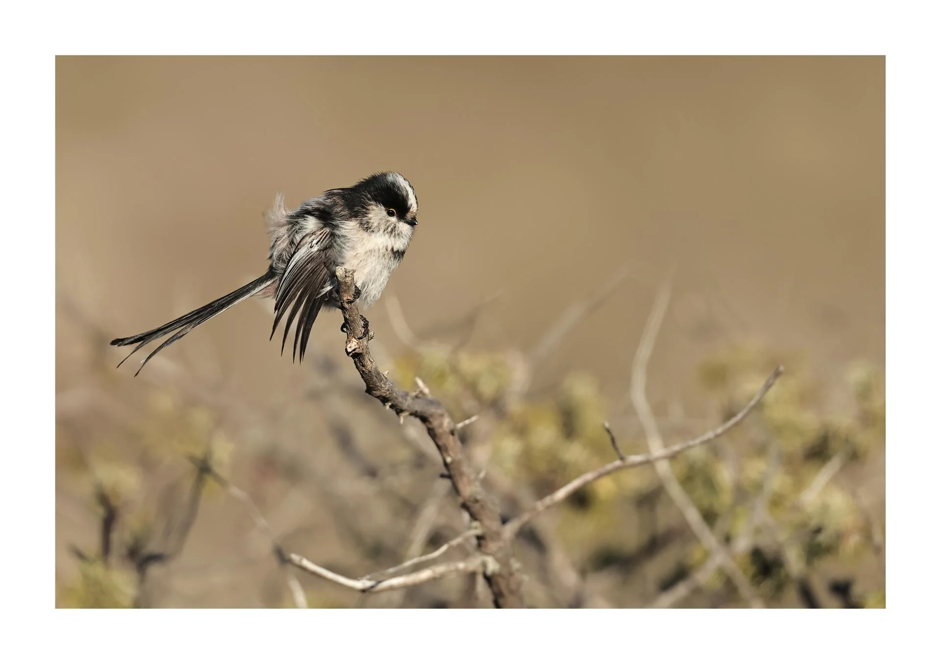 Orite à longue queue où mésange à longue queue Aegithalos caudatus - Long-tailed Tit
