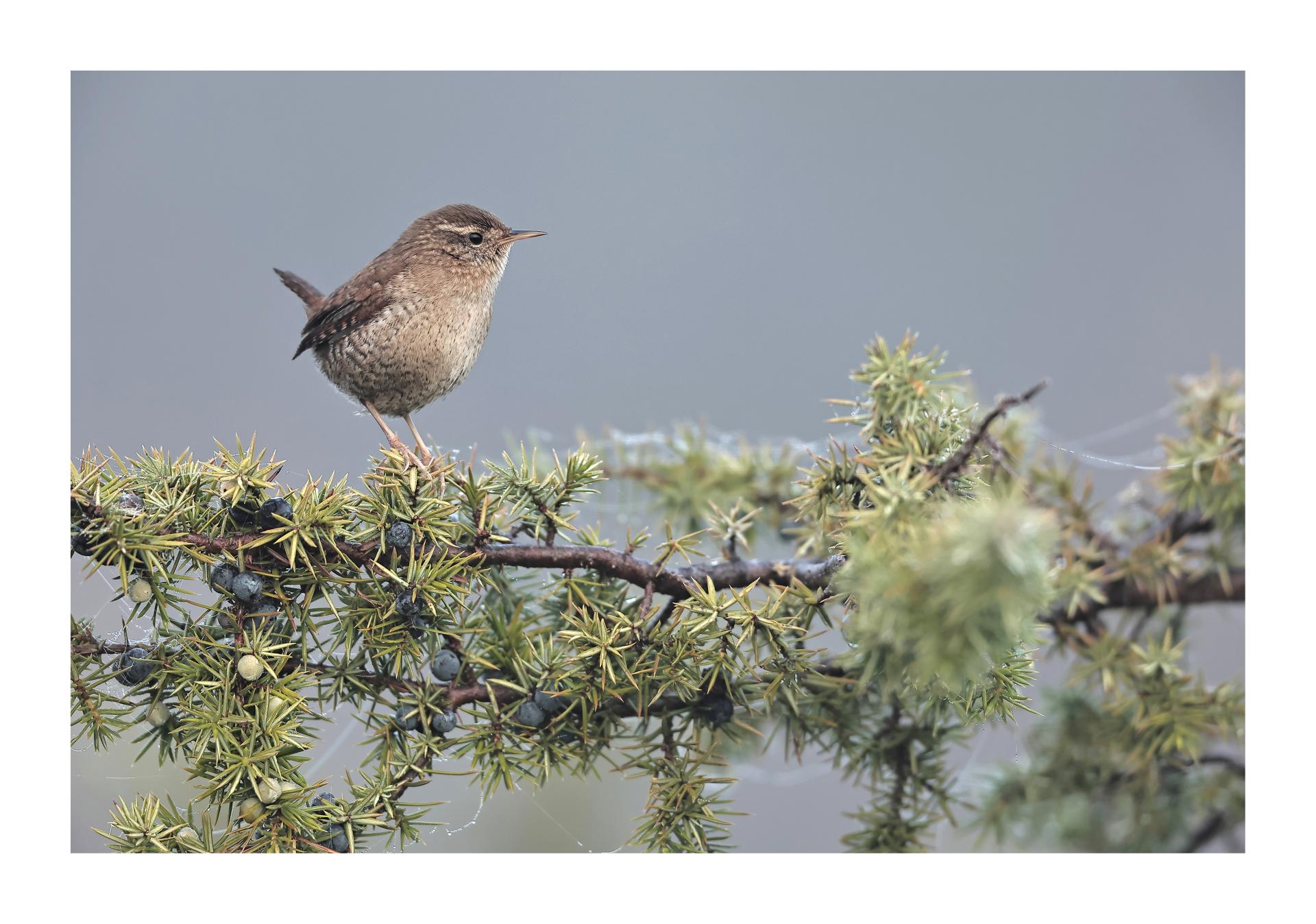 Troglodyte mignon Troglodytes troglodytes - Eurasian Wren