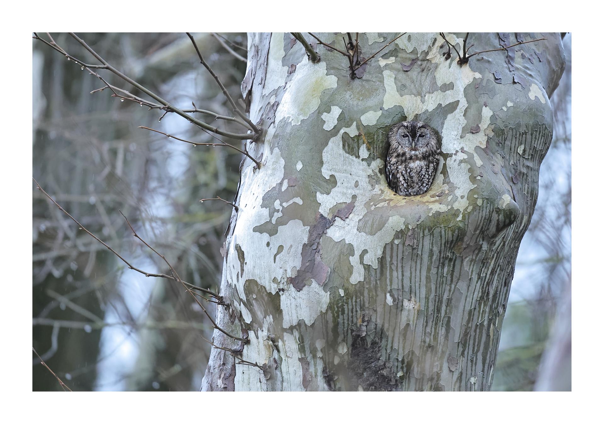 Chouette hulotte