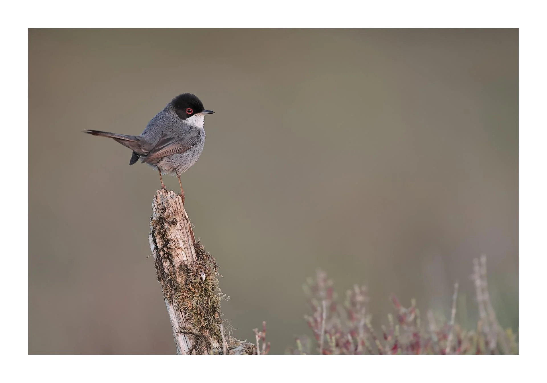 Fauvette mélanocéphale Curruca melanocephala - Sardinian Warbler