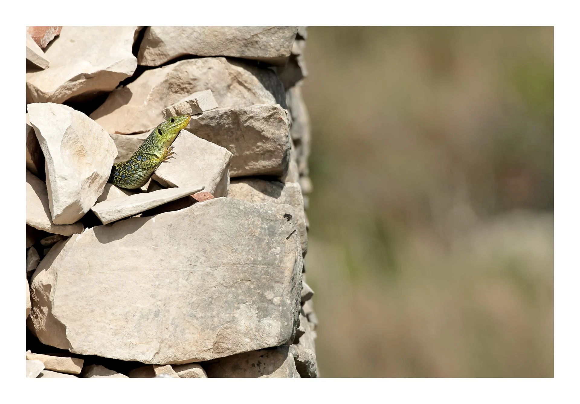 Lézard ocellé (Timon lepidus)