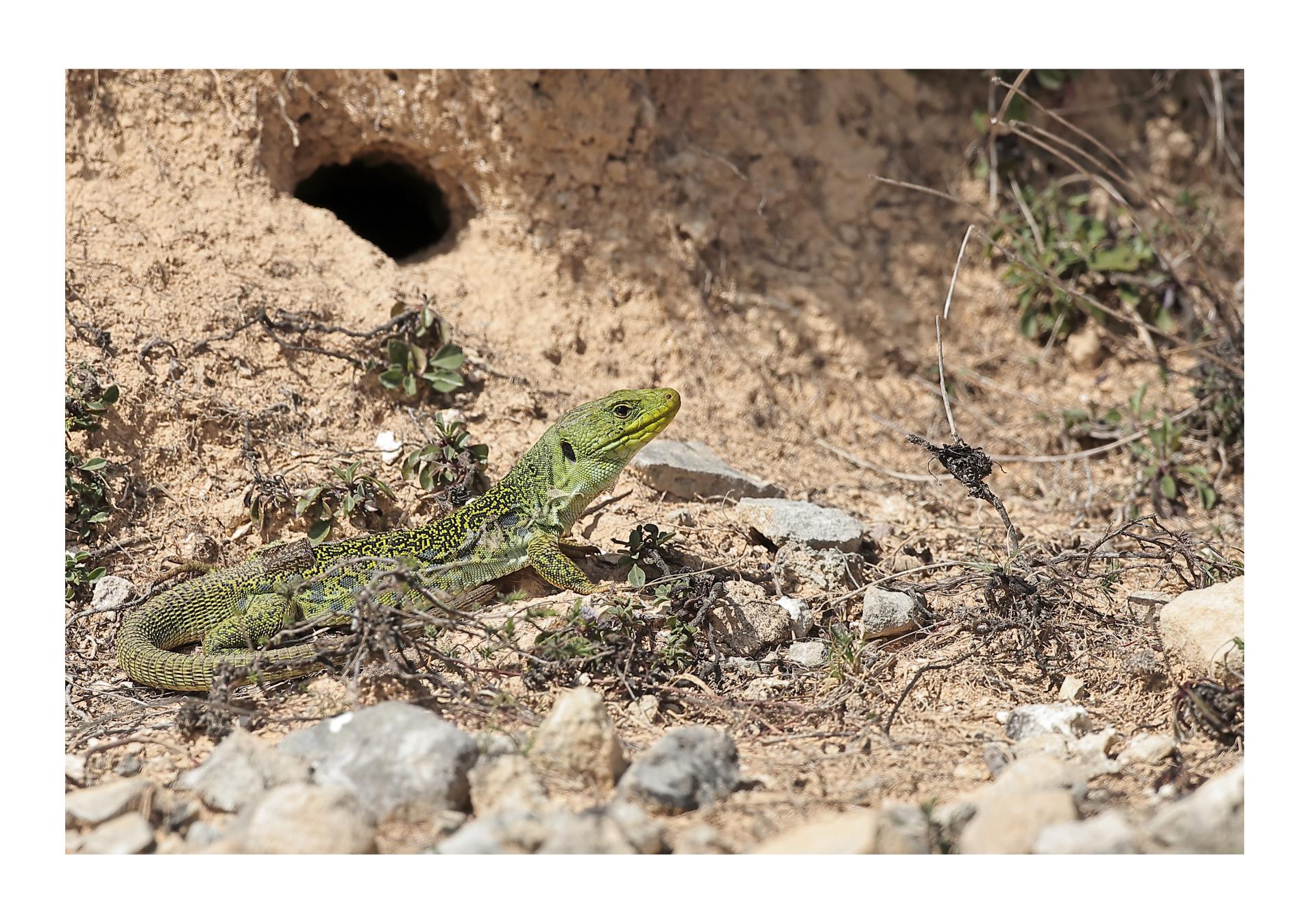 Lézard ocellé (Timon lepidus)