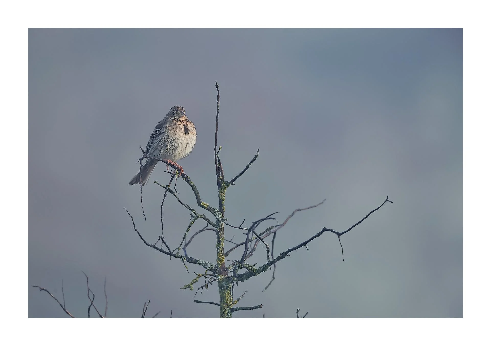 Bruant proyer Emberiza calandra - Corn Bunting