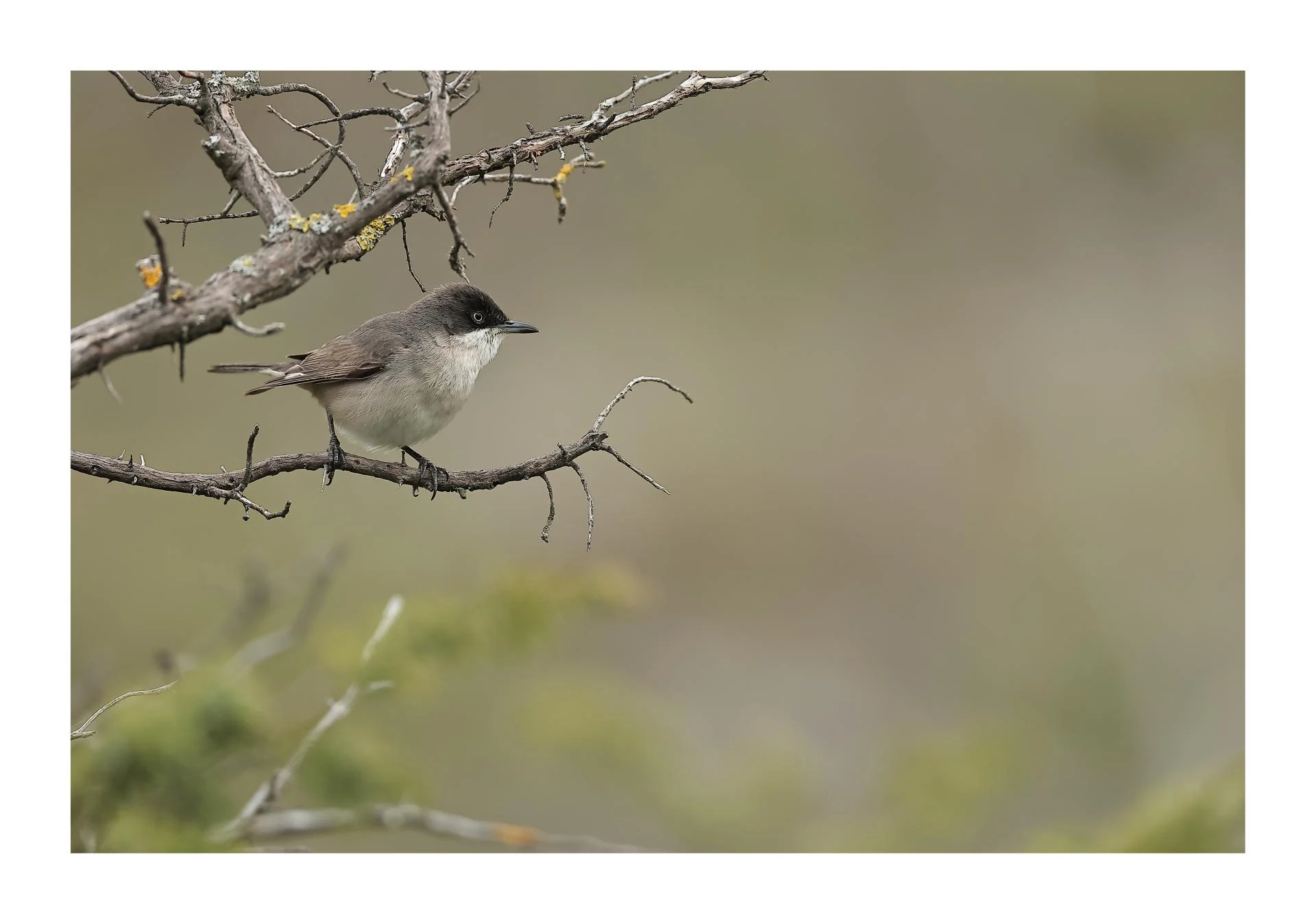 Fauvette orphée Curruca hortensis - Western Orphean Warbler