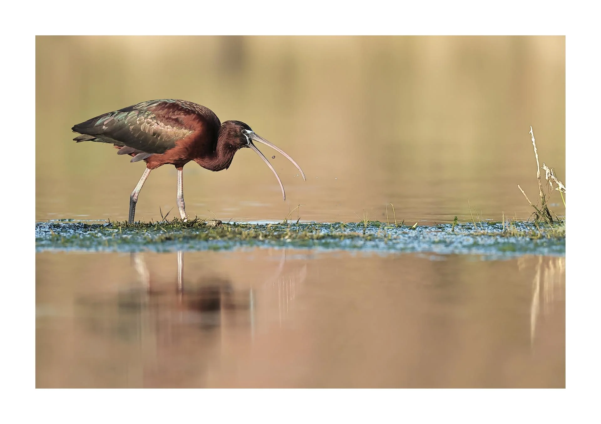 Ibis falcinelle Plegadis falcinellus - Glossy Ibis