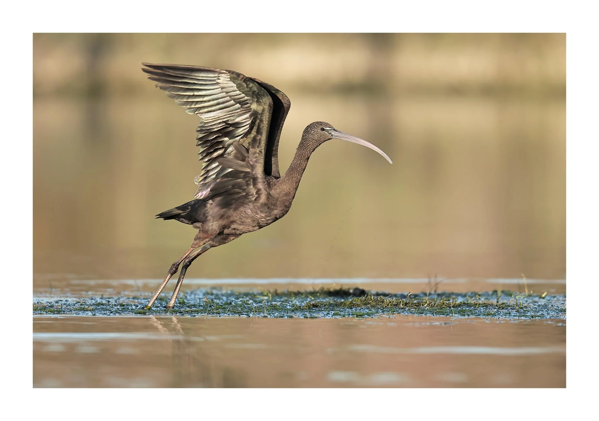 Ibis falcinelle Plegadis falcinellus - Glossy Ibis