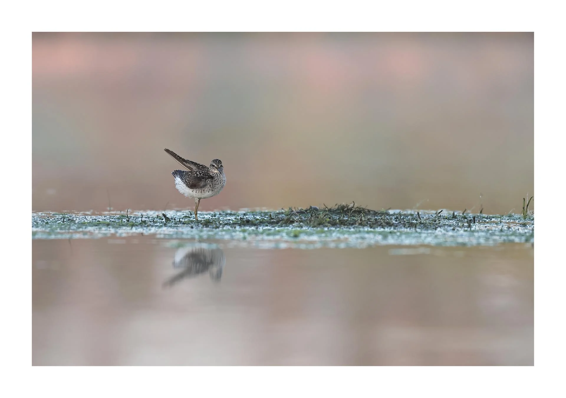 Chevalier sylvain Tringa glareola - Wood Sandpiper