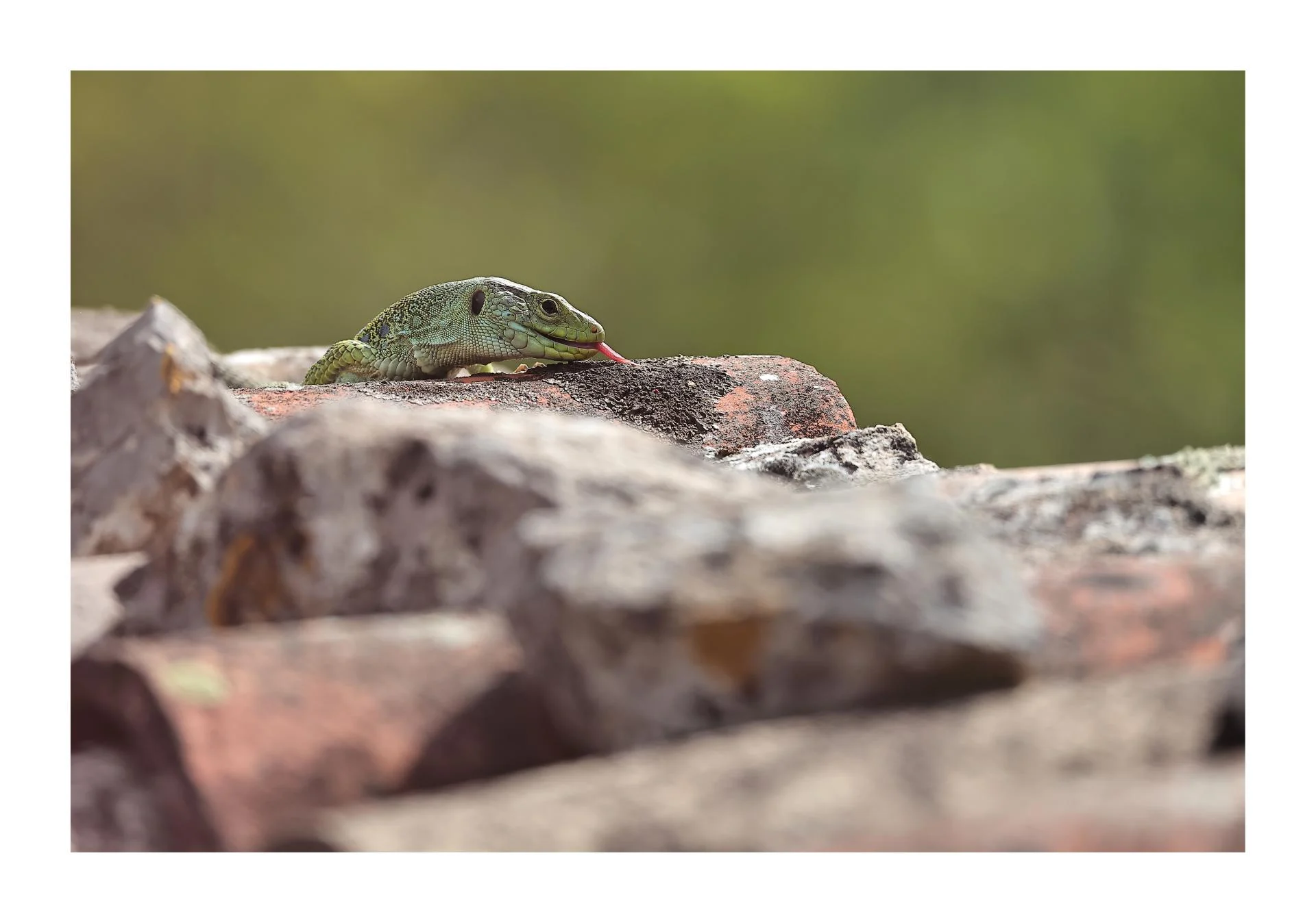 Lézard ocellé.