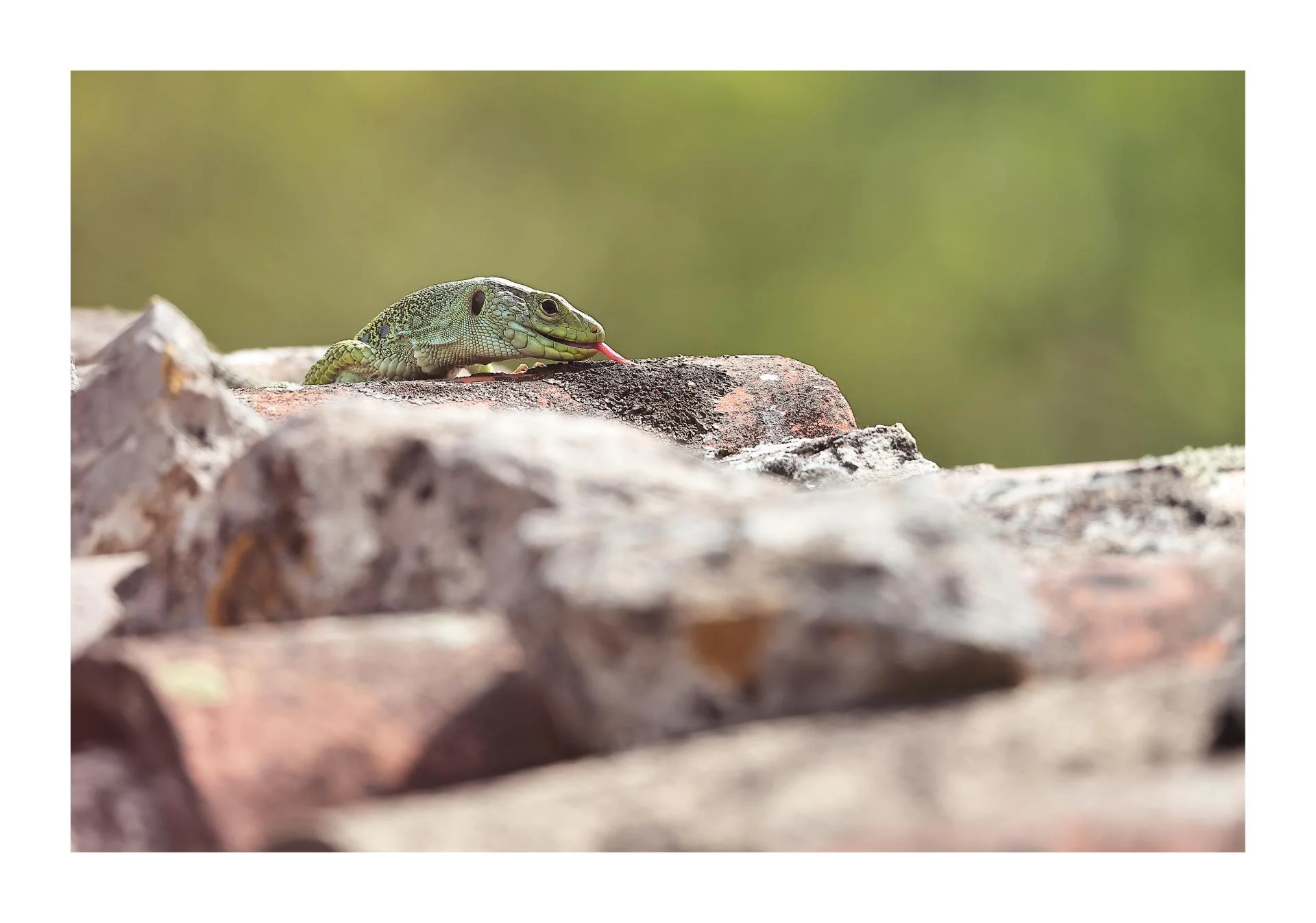 Lézard ocellé