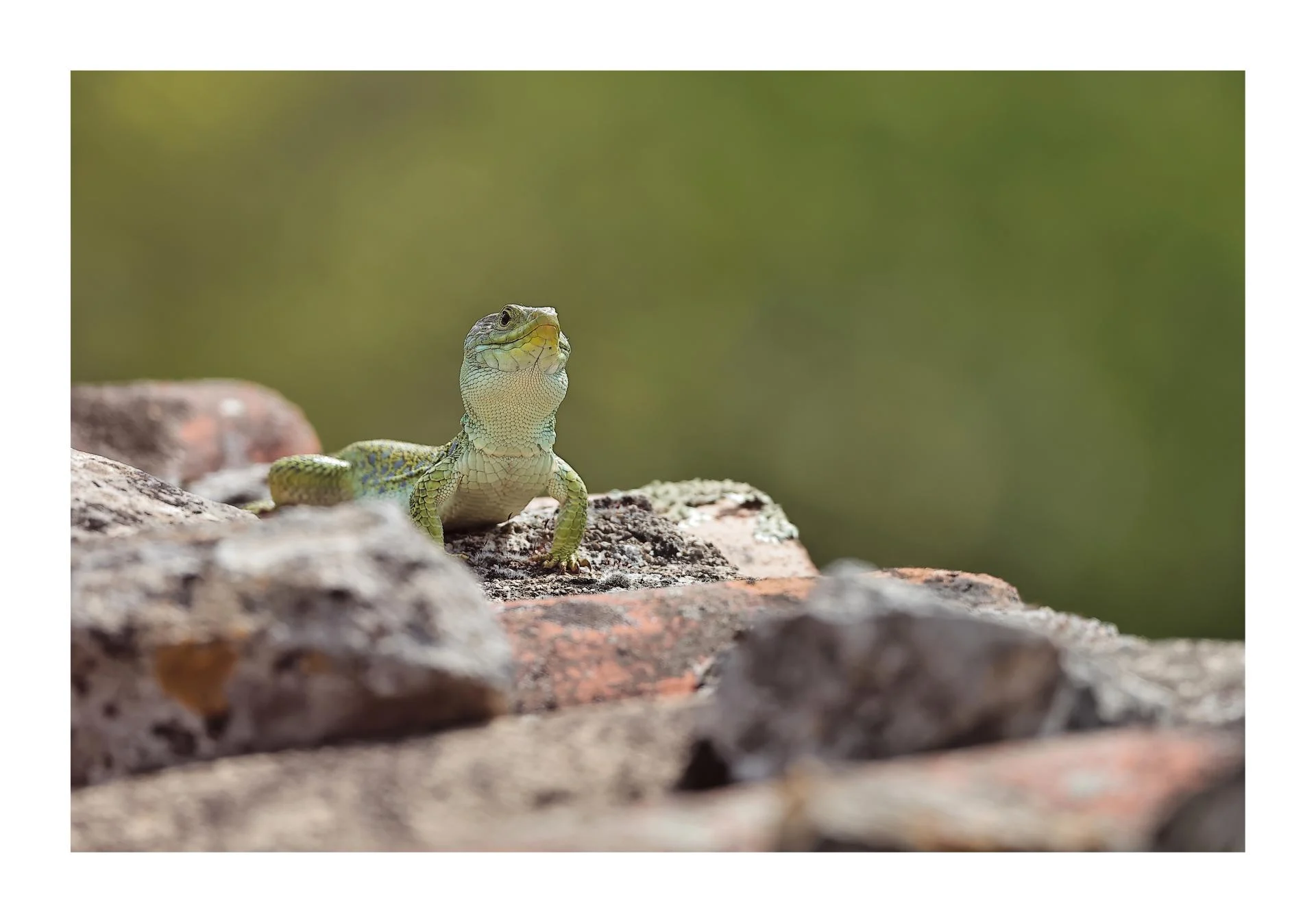 Lézard ocellé