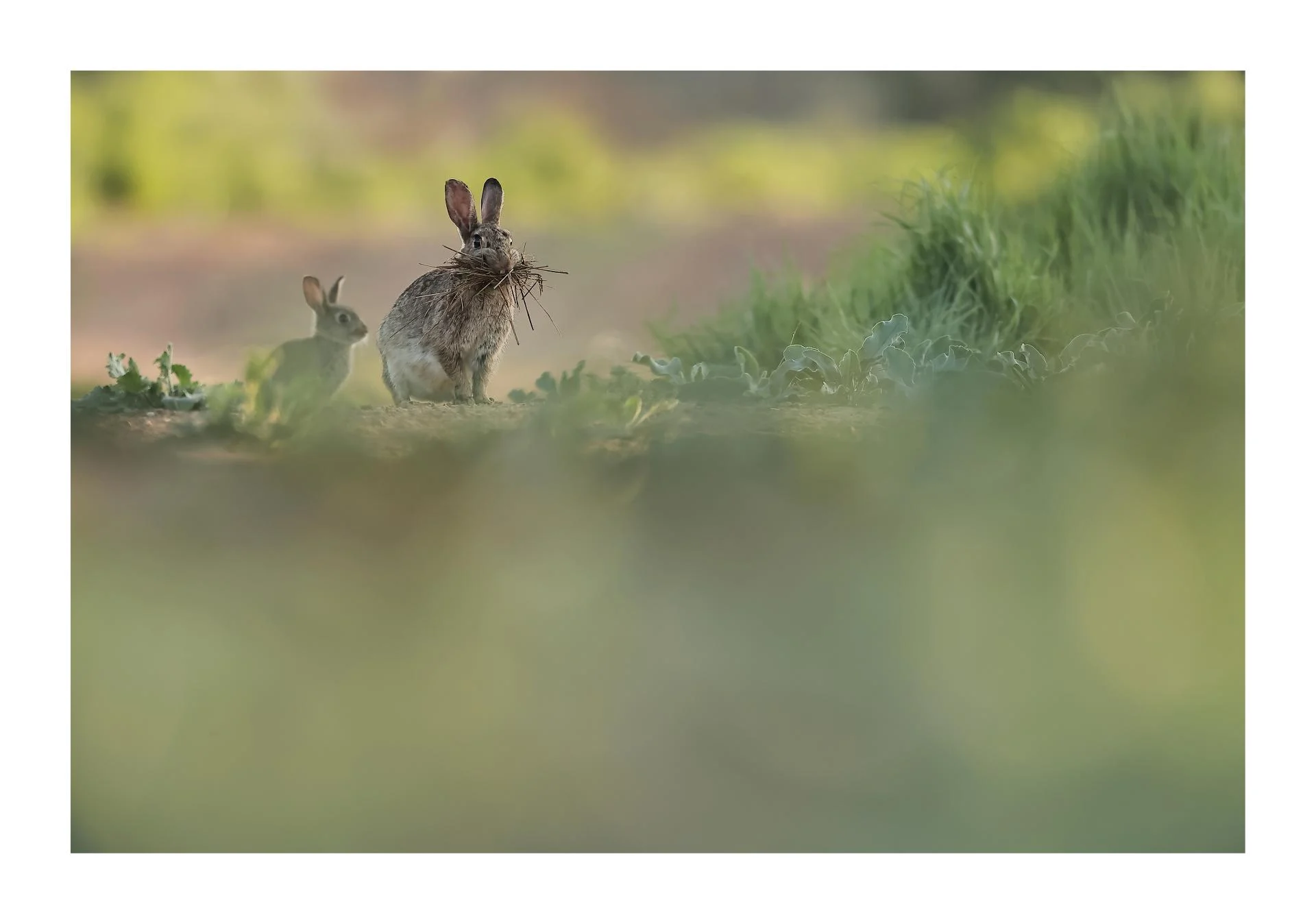 Lapin fumeur !!!