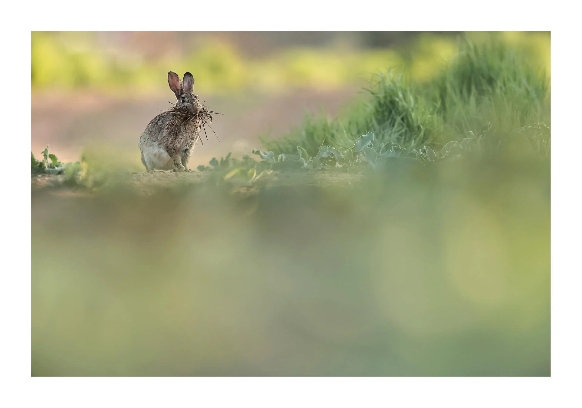 Lapin barbu !!!!