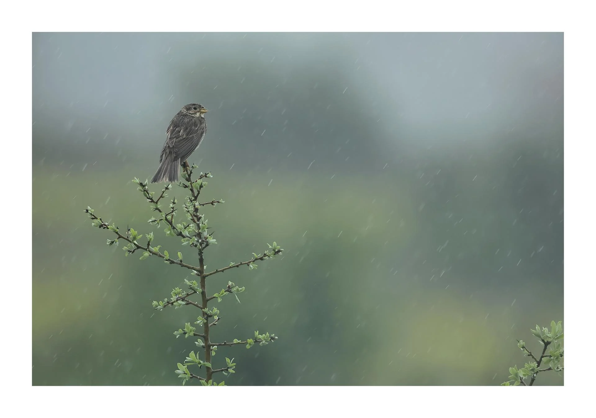 Bruant proyer Emberiza calandra - Corn Bunting