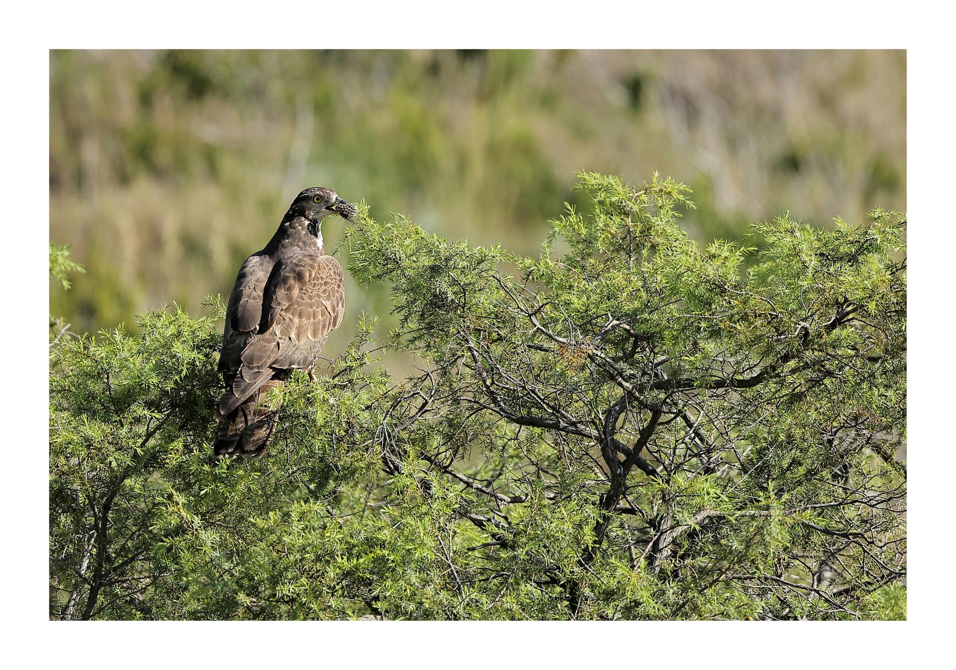 Bondrée apivore Pernis apivorus - European Honey Buzzard