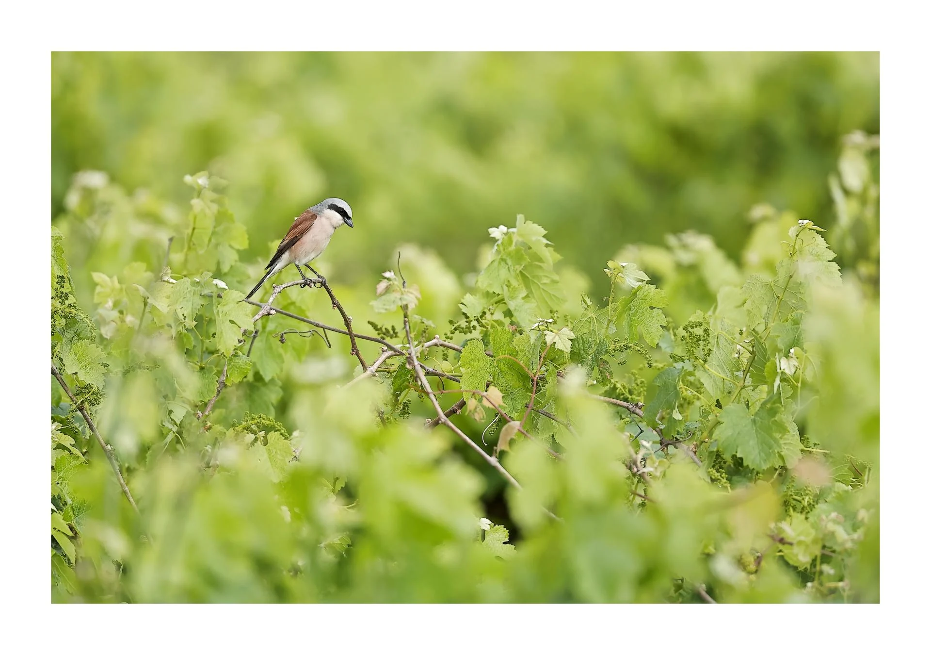 Pie-grièche écorcheur Lanius collurio - Red-backed Shrike